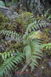 Asplenium