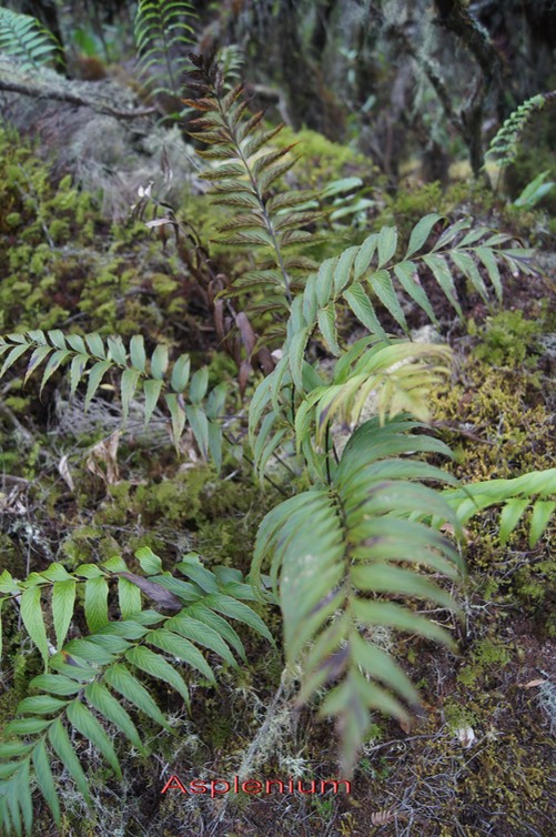 Asplenium