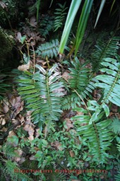 Blechnum marginatum- Fougère- Blechnacée-B