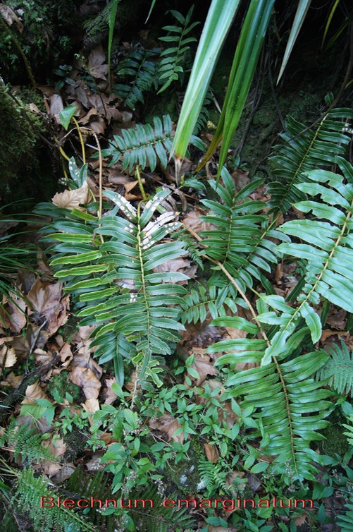 Blechnum marginatum- Fougère- Blechnacée-B
