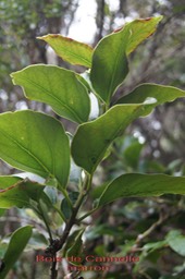 Bois de Cannelle marron- Ocotea obtusata - Lauracée -Masc