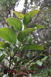 Bois de Cannelle marron