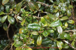 Bois de corail des hauts-Chassalia gaertneroides-Rubiacée - B