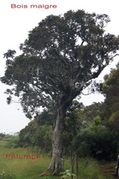 Bois maigre- Nuxia verticillata - Stilbacée - Masc