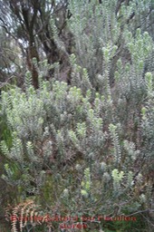 Branle bâtard- Philica nitida- Rhamnacée - I