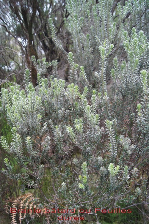 Branle bâtard- Philica nitida- Rhamnacée - I
