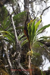 Canne marron - Cordyline mauritiana -Asparagacée- Masc