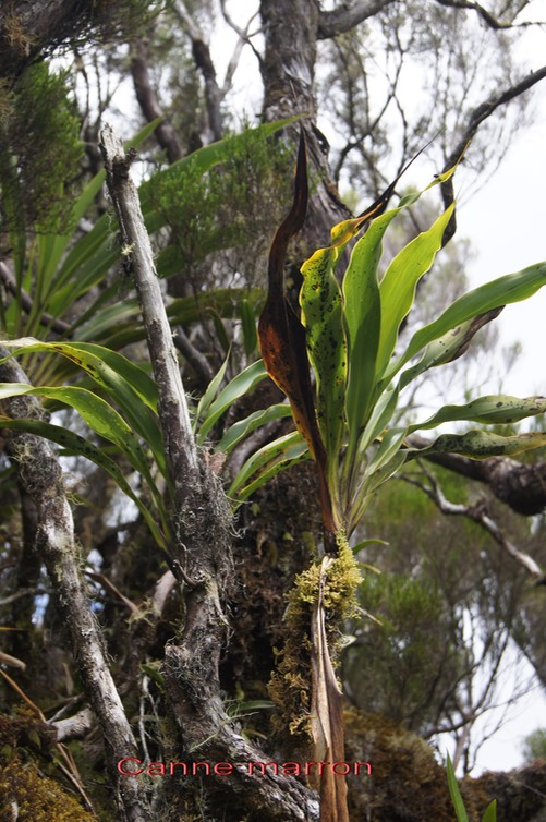 Canne marron - Cordyline mauritiana -Asparagacée- Masc