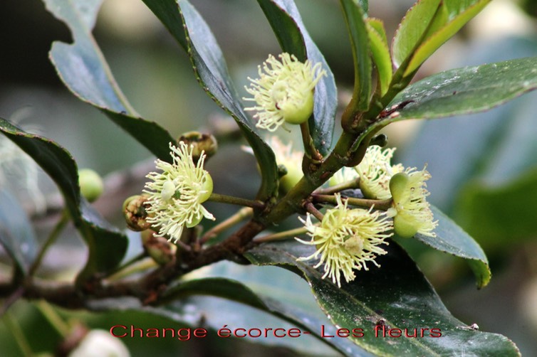 Change écorce- les fleurs