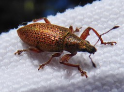 Cratopus (3)
