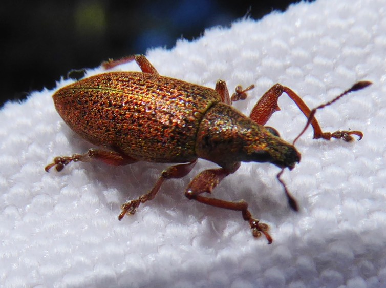 Cratopus (3)