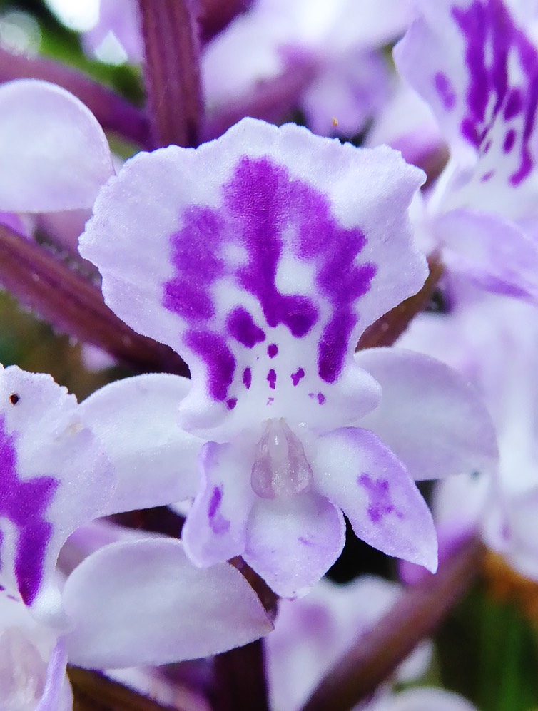 Cynorkis squamosa (1)