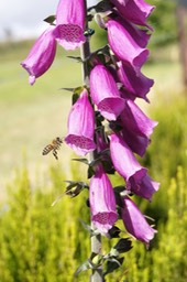 Digitale -Abeille et Mouche