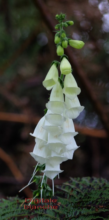 Digitale blanche- Digitalis sp- Plantaginacée - exo