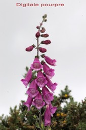Digitale pourpre- Digitalis purpurea- Plantaginacée - exo