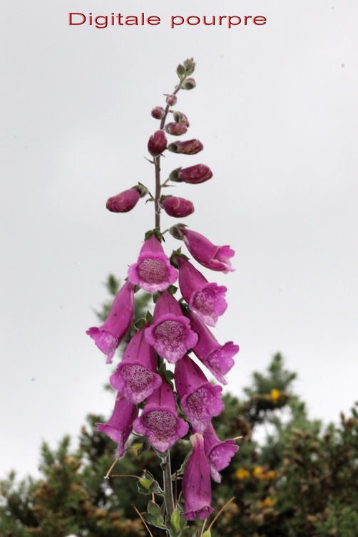 Digitale pourpre- Digitalis purpurea- Plantaginacée - exo