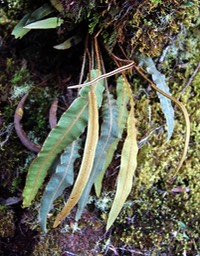 Elaphoglossum-3