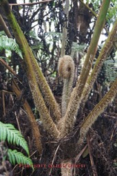Fanjan australien- Cyathea cooperi - Cyathéacée- exo