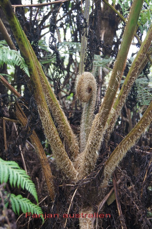 Fanjan australien- Cyathea cooperi - Cyathéacée- exo