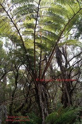 Fanjan femelle- Cyathea glauca et Blechnum attenuatum