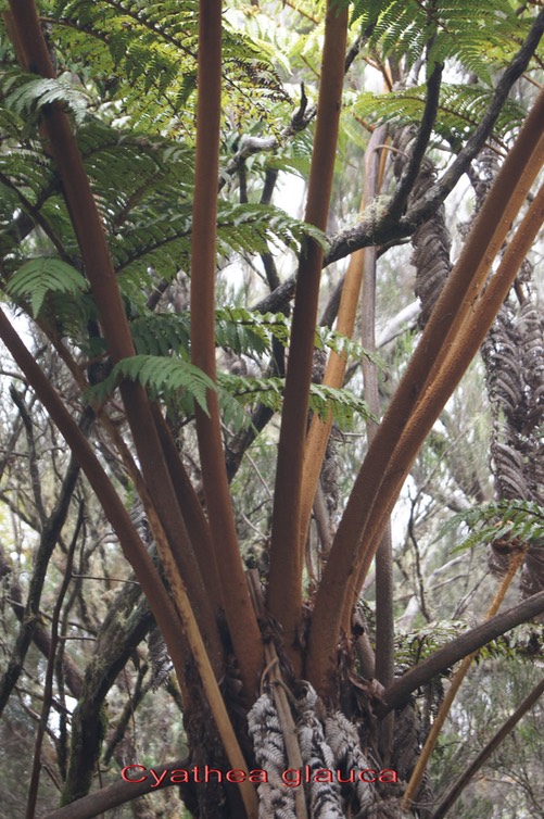 Fanjan femelle-Cyathea glauca-Cyatheacée - B