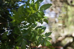 Feuille du Tan rouge- Weinmannia tinctoria