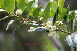 Fleurs du Change écorce