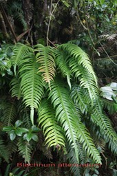 Fougère- Blechnum attenuatum- Blechnacée - BM