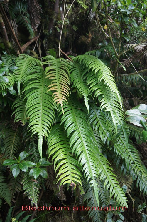 Fougère- Blechnum attenuatum- Blechnacée - BM