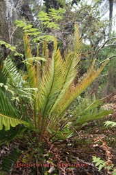 Fougère- Blechnum tabulare- Blechnacée - BM