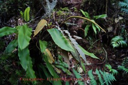 Fougère- Elaphoglossum