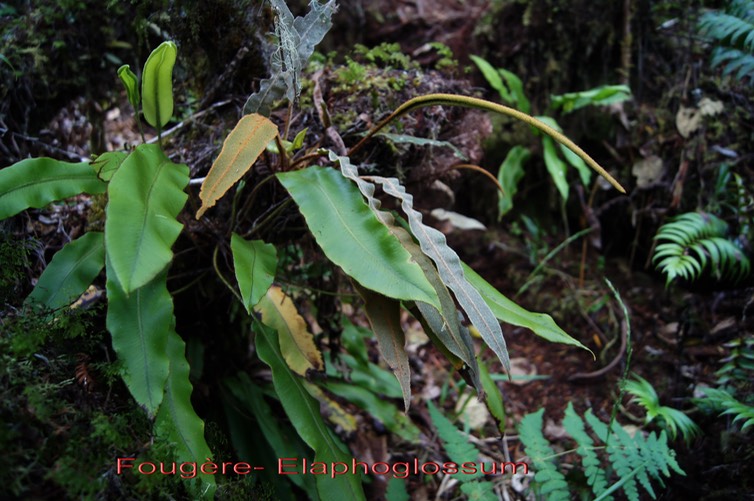 Fougère- Elaphoglossum
