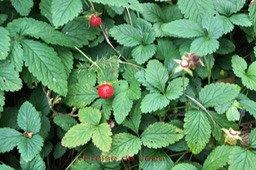 Fraise de l'eau- Potentilla indica- Rosacée - exo