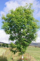 Frêne -Fraxinus floribonda