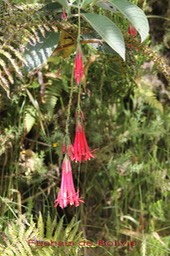 Fuchsia boliviana- Onagracée - exo