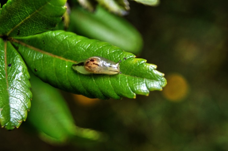 Hyalimax