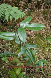 Jeune Bois de papaye- Polyscias repanda- Araliacée- B
