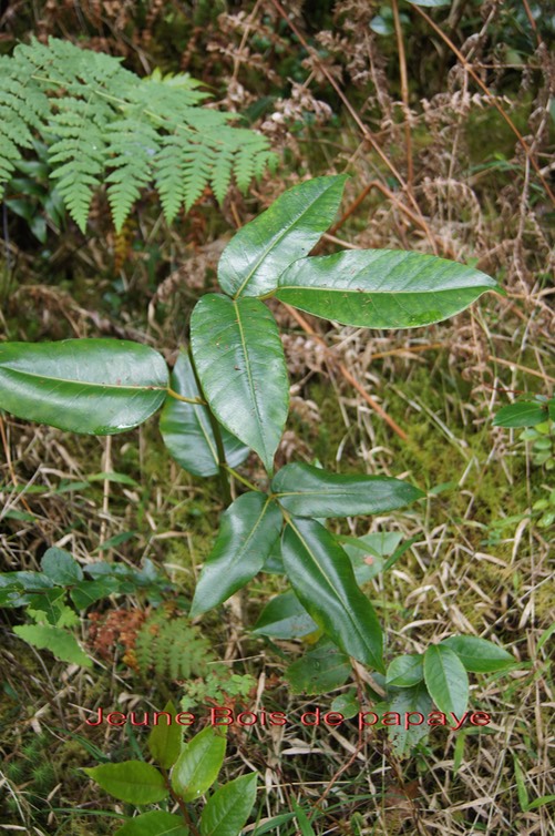 Jeune Bois de papaye- Polyscias repanda- Araliacée- B