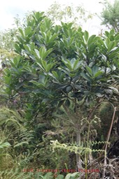 Joli coeur des hauts- Pittosporum senacia reticulatum- Pittosporacée - B