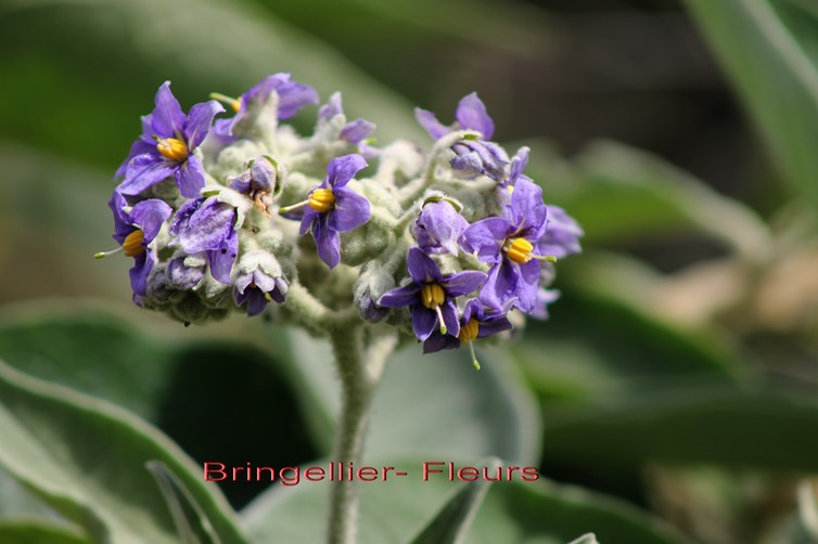 Les fleurs du Bringellier