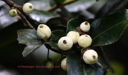 Les fruits du Change écorce
