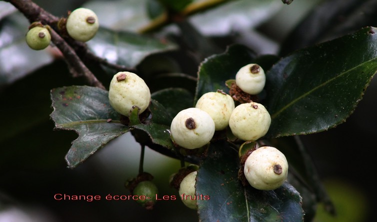 Les fruits du Change écorce