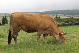 L'herbe est bonne!
