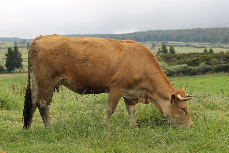 L'herbe est bonne!