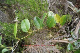 Liane croc de chien - Smilax anceps - Smilacacée- I