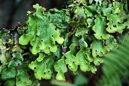 Lichen avec apothécies
