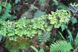 Lichen