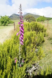 Paysage -3