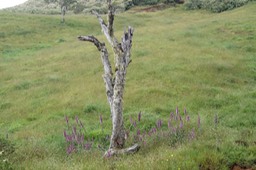 Paysage de pâturage