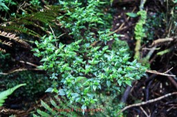 Persil marron- Pilea sp - Urticacée - B